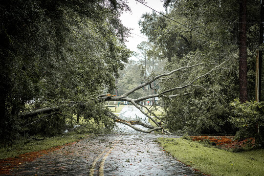 Hurricane damage to a tree on Georgia neighborhood street. Fallen down big tree after tropical storm winds