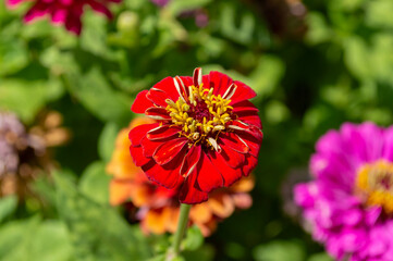 Hermosas flores de jardín zinnia elegans de color rojo intenso.