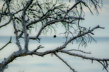 Naklejka premium Interesting photo. A branch against the sea.