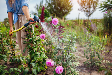 Obraz premium Woman gardener watering dahlias with hose pipe in summer garden. Taking care of flowers on plant nursery. Business owner