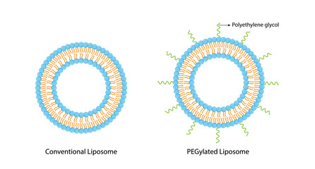 Conventional liposome and PEGylated Liposome, with Polyethylene glycol, hydrophilic head and hydrophobic tail. Phospholipids, Drug encapsulation. Vector illustration.