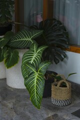 Decorative plants growth at terrace. Beautiful pattern leaves. Tanaman hias