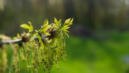 One branch of maple with green foliage and blossomed colors.