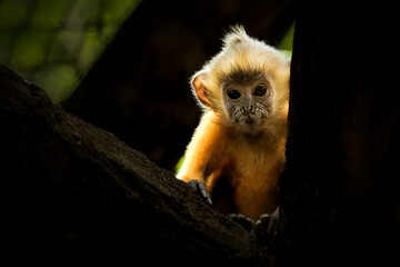 Baby monkey