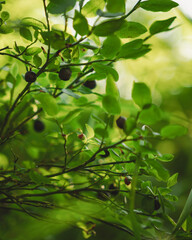 blueberries on branch