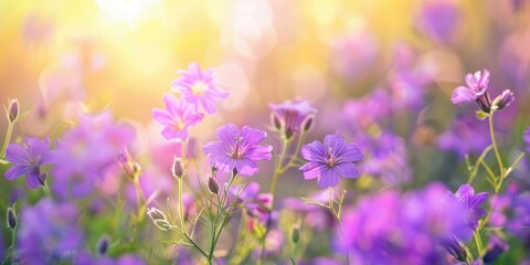 Selective and soft focus on purple wildflowers in a meadow