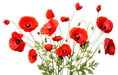 Naklejka premium PNG Poppy bush flower plant white background.