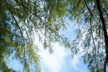 Looking up from a beach chair on the island of Nassau, Bahamas to the beautiful blue sky through some branches of a tree.