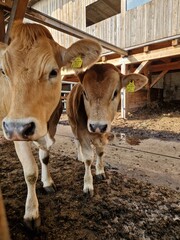 Kühe: Murbodner Rind im Stall