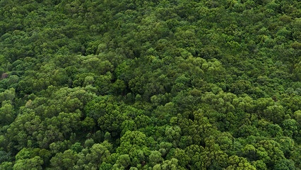 Background trees top view, nothing superfluous.