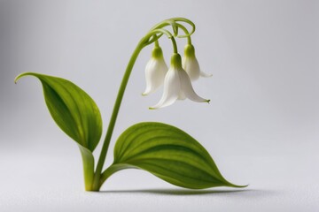 Fototapeta premium Delicate White Flowers With Green Leaves Captured in a Studio Setting During Daylight