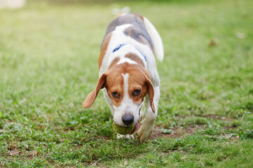 Running beagle dog