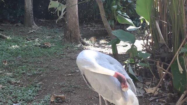 A stanley crane or blue crane walks on display in the aviary enclosure at the Eco Green Park Batu educational zoo