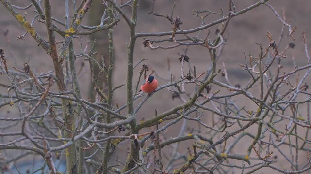 Vibrant Red Billfinch on tree turns to viewer