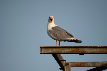 Mediterranean seagull sitting on a pole at sunset.