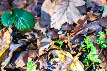 Photography to theme large beautiful poisonous mushroom in forest on leaves background