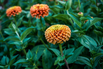 Beautiful queen lime orange flowers growing in an outdoor garden space.