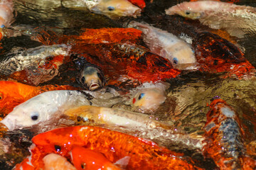 Koi Carp Fish in the Japanese Garden Pond