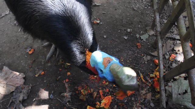 Cassowary bird in the enclosure area of ​​the Eco Green Park Batu educational zoo