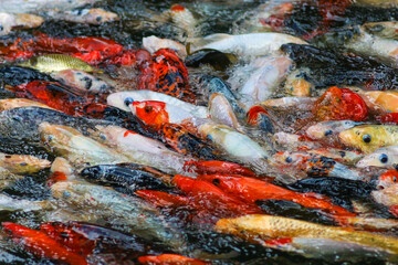 Koi Carp Fish in the Japanese Garden Pond