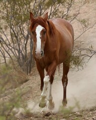 Obraz premium Wild Horse Trotting on Dusty Trail