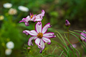 Pink and white cosmos flowers growing in a field.