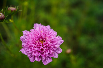 Puffy, multi-layer, pink cosmos flowers growing in a field.