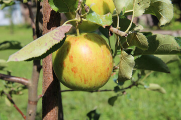 Close-up on a delicious juicy ripe juicy apple hanging on an apple tree branch on a sunny day. Harvest time. Farming and Agriculture