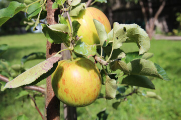 Delicious ripe juicy apples hanging on an apple tree branch. Harvest time