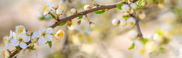 Spring background, panorama, banner - flowers of apple tree on the background of a blooming garden, closeup with space for text