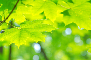 Spring landscape, background - view of the maple leaves on the branch in the deciduous forest on a sunny day, closeup, with space for text