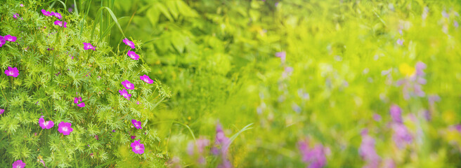 Fototapeta premium Geranium sanguineum, common name bloody geranium. Pink flowers on summer meadow. Horizontal blurred banner with copy space for text