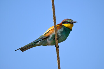 Bienenfresser // European bee-eater (Merops apiaster)