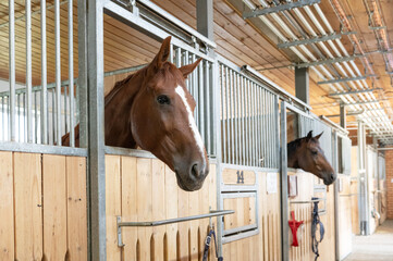 Horse standing in a stall in the modern stable.