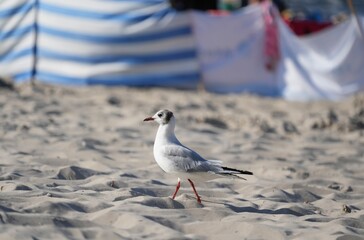 Seagull walks on the sand.