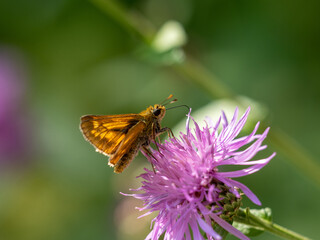 Schmetterling