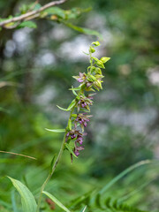 Orchidee