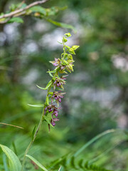 Orchidee
