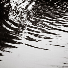 Fotografie artistiche e naturali di uno stagno e dei suoi elementi