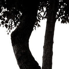 Fotografie artistiche e naturali di uno stagno e dei suoi elementi