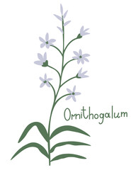 Ornithogalum vector decorative plant illustration