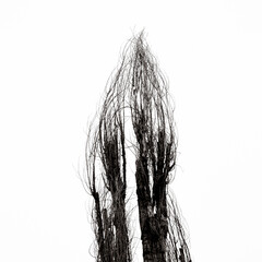 Fotografie artistiche e naturali di uno stagno e dei suoi elementi