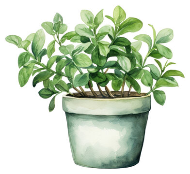 watercolor green plant in a pot clip art preview