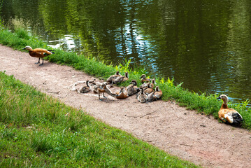 A family of Ogare ducks by the pond