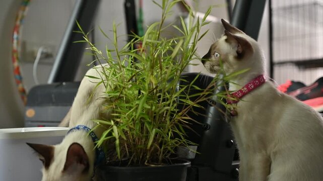 Siamese cats eating Thyrsostachys siamensis leaf. They may turn to plant-eating simply as a form of entertainment or stress relief.