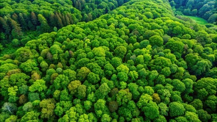 Aerial view of lush green forest canopy resembling the lungs of the planet, rainforest, trees, ecosystem, environment