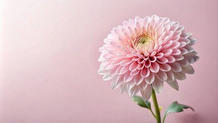 Light pink chrysantemus flower on a holiday card, chrysantemus, flower, pink, light, holiday, card, celebration, festive