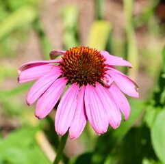A close view of the pink coneflower in the garden.