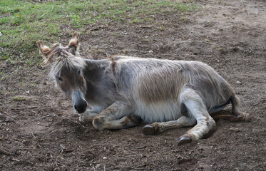Fototapeta premium Esel in der Wahner Heide bei Köln. 