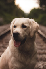 dog, labrador, pet, animal, retriever, golden, canine, puppy, cute, yellow, white, isolated, portrait